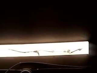 virgovixengal webcam model stream image