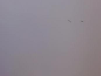 sophi_vi webcam model stream image