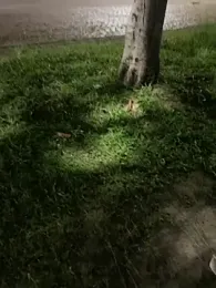 joel852 webcam stripchat model stream image