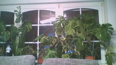 irek307721 webcam model stream image