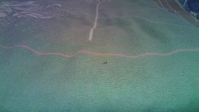 Sexbear77 webcam model stream image