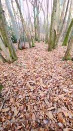 Legtiste webcam model stream image