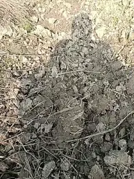 fullyhardy webcam model stream image