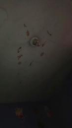 Dgiansprid webcam model stream image