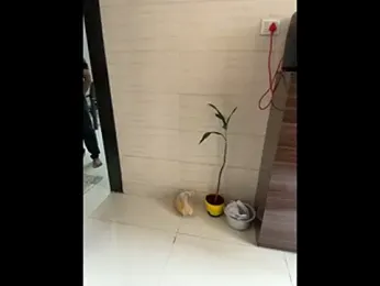 FlirtyxBoy webcam model stream image