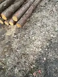 Nickwichst webcam stripchat model stream image