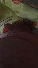 gordito203 webcam model stream image