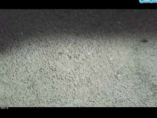 asskitten webcam model stream image