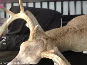 shanestickrod webcam chaturbate model stream image