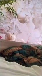 Asiancat83 webcam model stream image