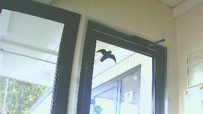 dogscout webcam model stream image