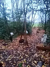 Wilsonn86 webcam model stream image