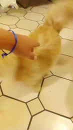 SunshineMoon89 webcam cam4 model stream image