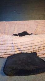 Lib_ertine3232 webcam model stream image