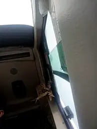 alexchir4 webcam model stream image