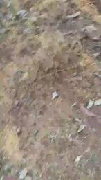 propro_xxx webcam model stream image