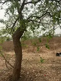 marathi_cam webcam model stream image