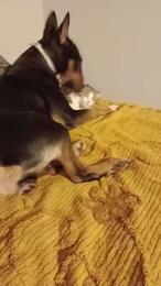 Lacoppia9679 webcam model stream image