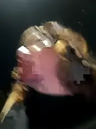 veludolunar webcam stripchat model stream image