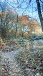 DaveBraun webcam model stream image