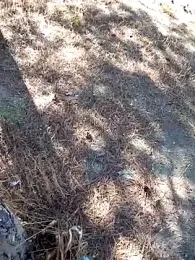 bullut06 webcam model stream image