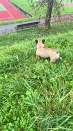 bergamo13 webcam model stream image