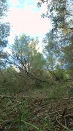 bcnxl2 webcam model stream image