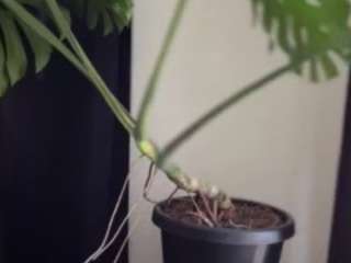 sexysagittarius1212 webcam model stream image