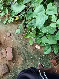 dolphiinn webcam model stream image