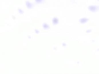 cata_n_cami webcam chaturbate model stream image