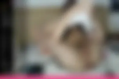 catzilla1989 webcam model stream image