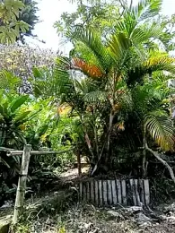 Dracoandr webcam model stream image