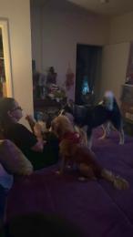 ItalianBeast76 webcam model stream image