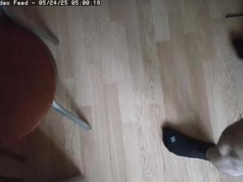 BonnieandClyde webcam model stream image