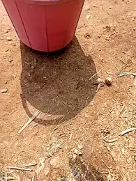 Erode_paiyan webcam model stream image