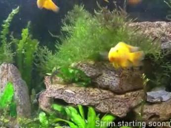 booker_baxton webcam model stream image