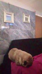 JuanElDulce1 webcam model stream image