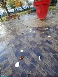 molozeb webcam model stream image