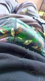 tonton65_sexy webcam model stream image