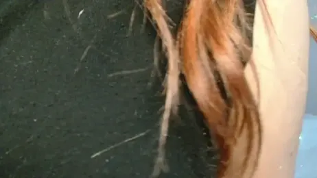 3littleschoolteens stripchat stream image