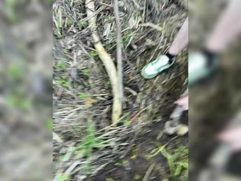 LuckyStar bongacams stream image