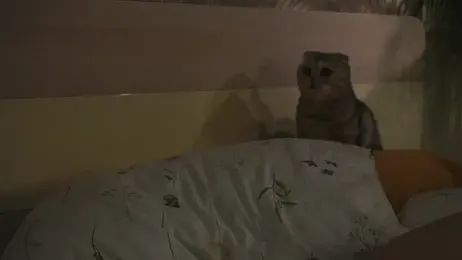 TastyPoint stripchat stream image