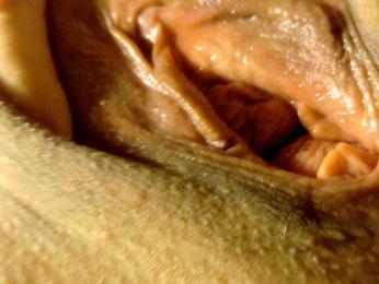 Frummi bongacams stream image