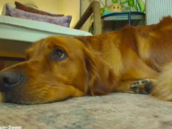 x_lily_x chaturbate stream image