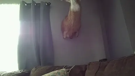 sexiirose22 stripchat stream image