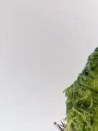 DarkDea stripchat stream image