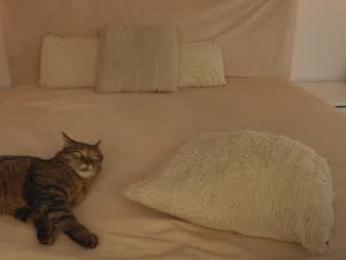 funny_to_see_you_here chaturbate stream image