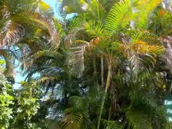 cindy_luv chaturbate stream image