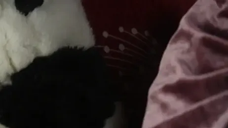 -AyeshaSinghania- stripchat stream image