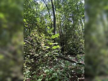 BabyDarii bongacams stream image